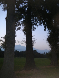 Through the trees_ Mountains in the blue hour_ Michela_glp_photo