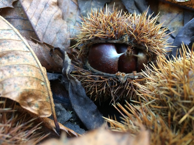 Chestnuts, Autumn by ©Michela_G for Wowing Emoji